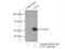 Lin-9 DREAM MuvB Core Complex Component antibody, 17882-1-AP, Proteintech Group, Immunoprecipitation image 