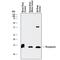 Neurogranin antibody, AF7947, R&D Systems, Western Blot image 