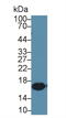 AIF1 antibody, abx131921, Abbexa, Western Blot image 