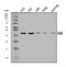 Fc Fragment Of IgA Receptor antibody, A07546-1, Boster Biological Technology, Western Blot image 