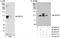 DEAD-Box Helicase 20 antibody, A300-651A, Bethyl Labs, Western Blot image 