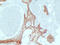 Keratin 14 antibody, LS-C744488, Lifespan Biosciences, Immunohistochemistry frozen image 