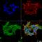 Gamma-Aminobutyric Acid Type A Receptor Epsilon Subunit antibody, LS-C774119, Lifespan Biosciences, Immunocytochemistry image 