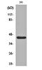 RAD52 Homolog, DNA Repair Protein antibody, orb162553, Biorbyt, Western Blot image 
