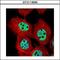 Dual Specificity Phosphatase 16 antibody, GTX113995, GeneTex, Immunocytochemistry image 
