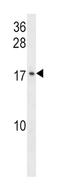 Growth Arrest And DNA Damage Inducible Gamma antibody, abx028292, Abbexa, Western Blot image 