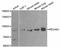 Platelet And Endothelial Cell Adhesion Molecule 1 antibody, MBS126791, MyBioSource, Western Blot image 