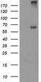 Ribophorin I antibody, TA503666, Origene, Western Blot image 