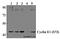 Cyclin E1 antibody, A00543S73, Boster Biological Technology, Western Blot image 