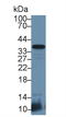 CD8b Molecule antibody, LS-C293375, Lifespan Biosciences, Western Blot image 