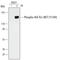 MET antibody, AF3950, R&D Systems, Western Blot image 