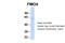 Flavin Containing Dimethylaniline Monoxygenase 4 antibody, NBP1-59353, Novus Biologicals, Western Blot image 