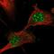 Dysbindin Domain Containing 1 antibody, NBP1-82292, Novus Biologicals, Immunofluorescence image 