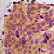 Microtubule Associated Serine/Threonine Kinase 2 antibody, GTX55935, GeneTex, Immunohistochemistry paraffin image 