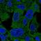 PSA antibody, PA5-65345, Invitrogen Antibodies, Immunofluorescence image 