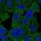 PSA antibody, PA5-65345, Invitrogen Antibodies, Immunofluorescence image 