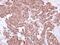 Angiopoietin 2 antibody, PA5-27297, Invitrogen Antibodies, Immunohistochemistry frozen image 