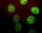 Peptidylprolyl Cis/Trans Isomerase, NIMA-Interacting 1 antibody, NBP1-05424, Novus Biologicals, Immunocytochemistry image 