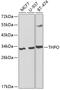 Thrombopoietin antibody, 18-330, ProSci, Western Blot image 
