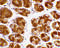 Tripartite motif-containing protein 5 antibody, 3247, ProSci, Immunohistochemistry frozen image 