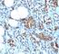 Glycophorin A (MNS Blood Group) antibody, V2562IHC-7ML, NSJ Bioreagents, Immunohistochemistry paraffin image 