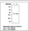 p53 antibody, LS-C62215, Lifespan Biosciences, Western Blot image 
