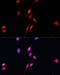 SMAD Family Member 5 antibody, 15-325, ProSci, Immunofluorescence image 