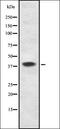 Mitogen-Activated Protein Kinase 9 antibody, orb335169, Biorbyt, Western Blot image 
