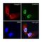 Lamin A/C antibody, MBS375228, MyBioSource, Immunocytochemistry image 