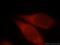 Protocadherin Gamma Subfamily B, 3 antibody, 21204-1-AP, Proteintech Group, Immunofluorescence image 