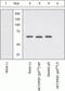 Protein Tyrosine Kinase 2 Beta antibody, 44-632G, Invitrogen Antibodies, Western Blot image 