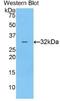 Cathepsin V antibody, LS-C293270, Lifespan Biosciences, Western Blot image 