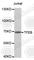 Transcription Factor EB antibody, A4193, ABclonal Technology, Western Blot image 