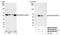 FKBP Prolyl Isomerase 4 antibody, NB100-68237, Novus Biologicals, Western Blot image 