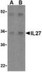 Interleukin 27 antibody, TA306317, Origene, Western Blot image 