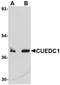 Proliferation And Apoptosis Adaptor Protein 15 antibody, orb6689, Biorbyt, Western Blot image 