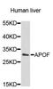 Apolipoprotein F antibody, STJ111607, St John