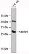 Syntaxin Binding Protein 6 antibody, 19-440, ProSci, Western Blot image 