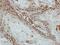 Spermatogenesis And Oogenesis Specific Basic Helix-Loop-Helix 2 antibody, NBP2-20453, Novus Biologicals, Immunohistochemistry frozen image 