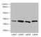 Carbonic Anhydrase 3 antibody, CSB-PA004371LA01HU, Cusabio, Western Blot image 