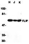 Fli-1 Proto-Oncogene, ETS Transcription Factor antibody, orb74336, Biorbyt, Western Blot image 