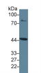 Indoleamine 2,3-Dioxygenase 1 antibody, LS-C294596, Lifespan Biosciences, Western Blot image 