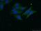 Keratin 7 antibody, 16857-1-AP, Proteintech Group, Immunofluorescence image 