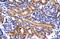 Paired Box 5 antibody, 28-164, ProSci, Enzyme Linked Immunosorbent Assay image 