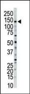 Myosin light chain kinase, smooth muscle antibody, PA5-15177, Invitrogen Antibodies, Western Blot image 