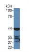 Caspase 4 antibody, LS-C297673, Lifespan Biosciences, Western Blot image 