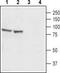 Cation channel sperm-associated protein 1 antibody, TA328776, Origene, Western Blot image 