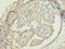 Zinc Finger Protein 626 antibody, LS-C377096, Lifespan Biosciences, Immunohistochemistry paraffin image 