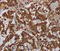 MOB Kinase Activator 1B antibody, MBS2517928, MyBioSource, Immunohistochemistry paraffin image 