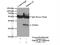 EFL-2 antibody, 12480-1-AP, Proteintech Group, Immunoprecipitation image 